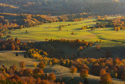 High angle view of trees on field