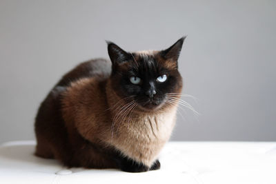 Portrait of cat sitting on floor