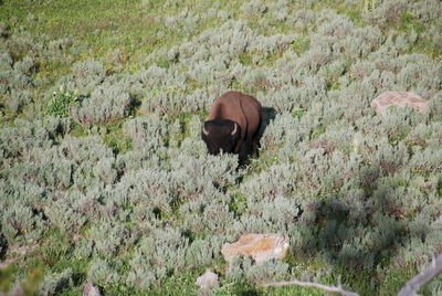 High angle view of bison