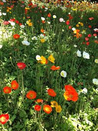 High angle view of flowering plants on field