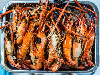 High angle view of fish in container