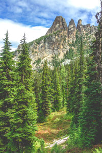 Pine trees in forest against sky