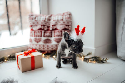 Close-up of dog on table