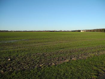 Scenic view of agricultural field against clear sky