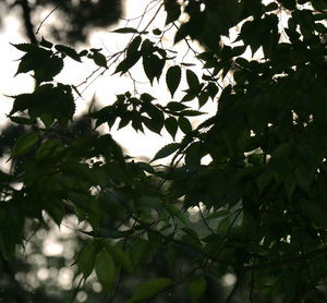 Low angle view of leaves on tree