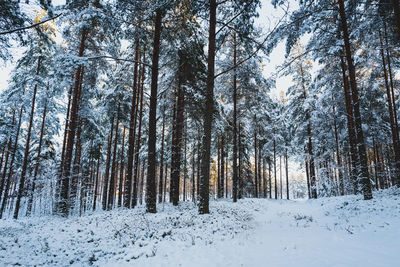 Trees in forest during winter