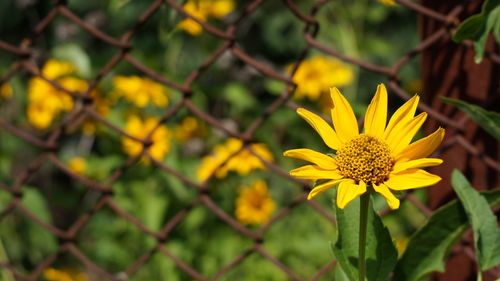 Close-up of yellow flowering plant