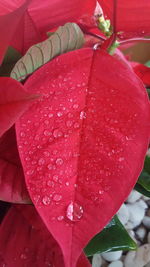 Close-up of raindrops on pink flower