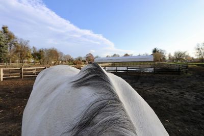 Close-up of horse on field against sky