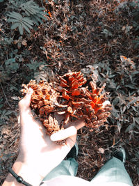 Low section of person holding autumn leaves