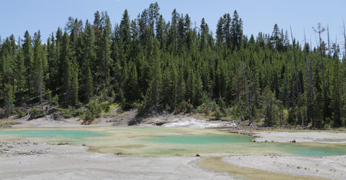 Scenic view of lake against trees in forest