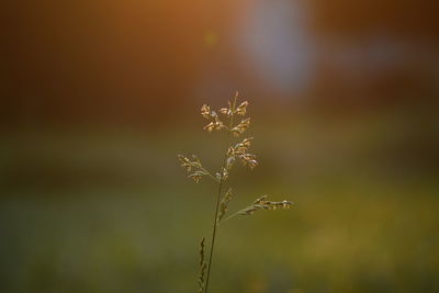 Close-up of wilted plant on field