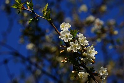 Low angle view of cherry blossom tree