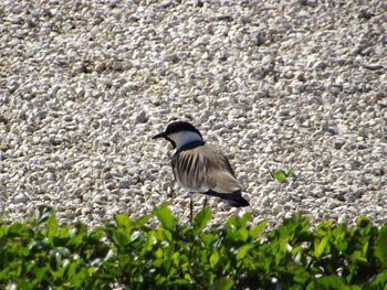 Bird perching on a rock