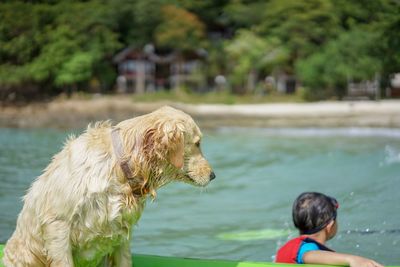 Man with dog in swimming pool