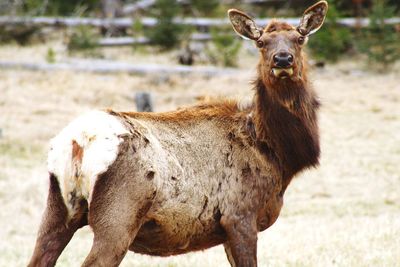 Portrait of a horse on field