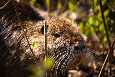Close-up of a nutria on land