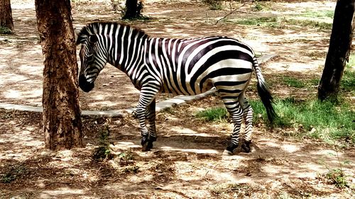 Zebra standing on field