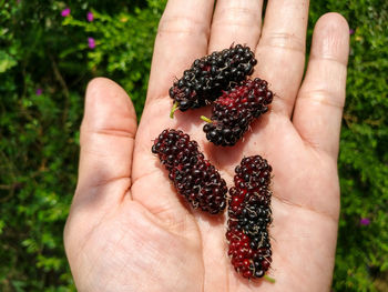 Close-up of hand holding strawberry