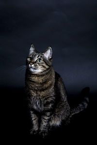 Portrait of cat sitting at night