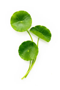 High angle view of fresh green leaf against white background