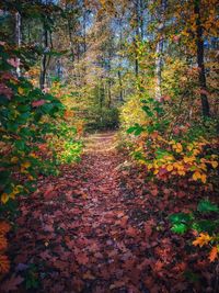 Trees in forest during autumn