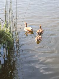 Ducks swimming in lake