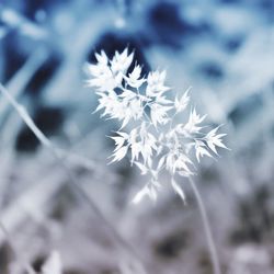 Close-up of white flower