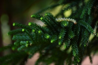 Close-up of pine tree