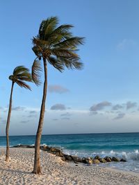 Coconut palm trees on beach against sky