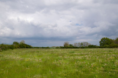 Scenic view of field against sky