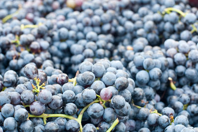 Full frame shot of blueberries