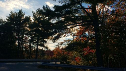 Scenic view of trees against sky