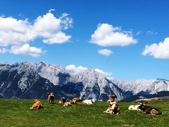 Horses in a field