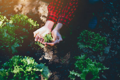 Midsection of person holding plant