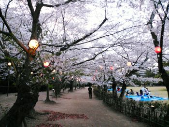 Footpath amidst trees in park