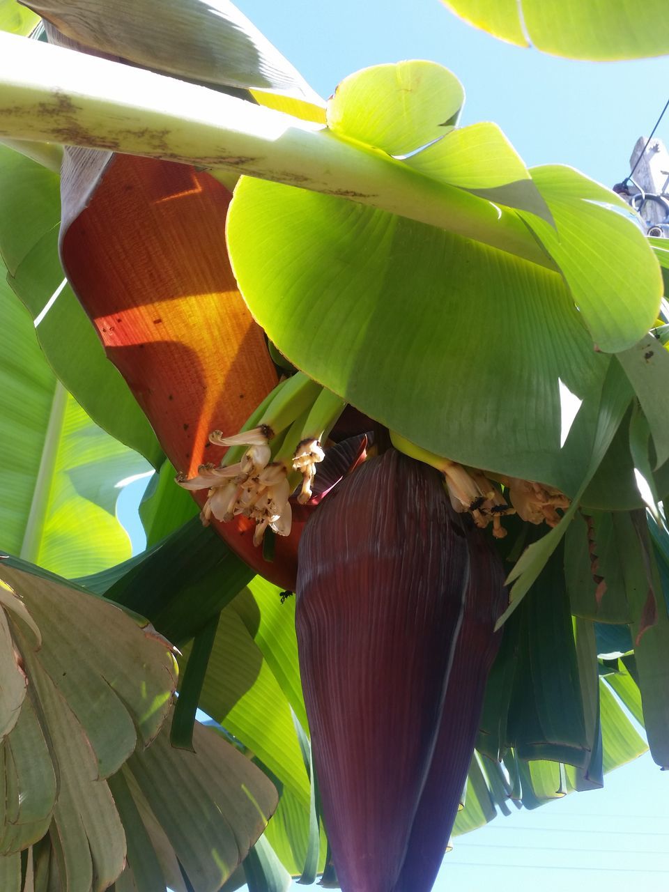 LOW ANGLE VIEW OF FLOWERING TREE