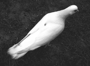 High angle view of white duck on field