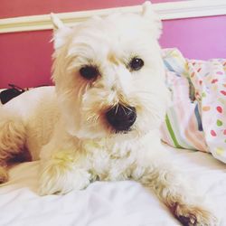 Close-up portrait of dog relaxing on bed