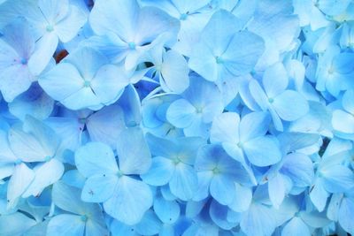 Close-up of blue hydrangea flowers