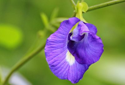 Close-up of purple iris flower