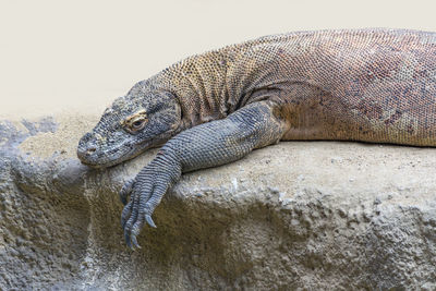 Close-up of a lizard