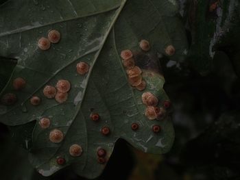 Close-up of leaves on plant during autumn