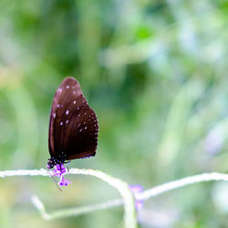 Close-up of butterfly on leaf