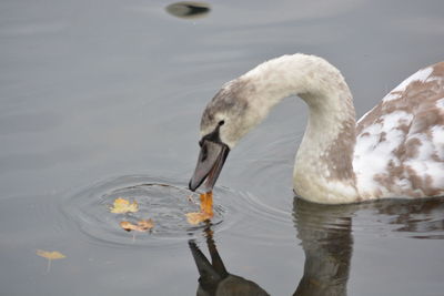 Close-up of swan swimming in lake