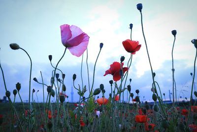 Close-up of pink flowers blooming in field