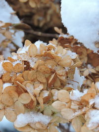 Close-up of white flowers