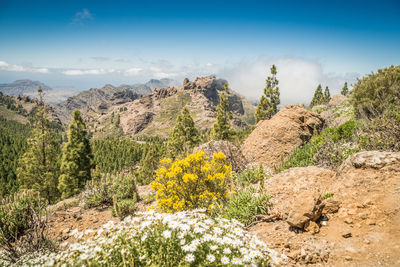 Plants growing on landscape against sky