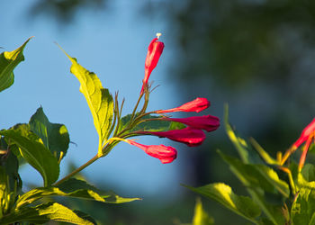Close-up of red flowering plant