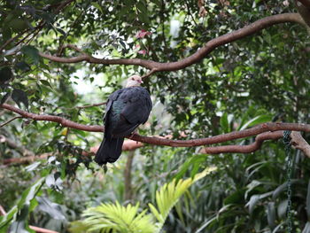 Low angle view of bird perching on branch